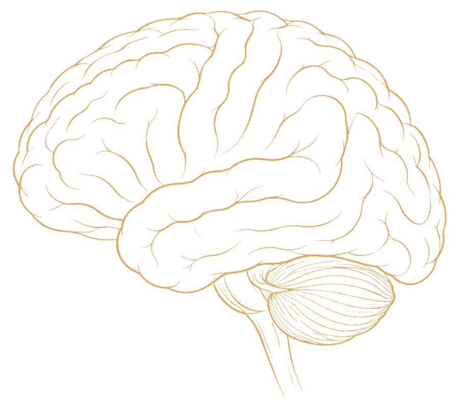 Minimal gold line illustration of a human brain in lateral view